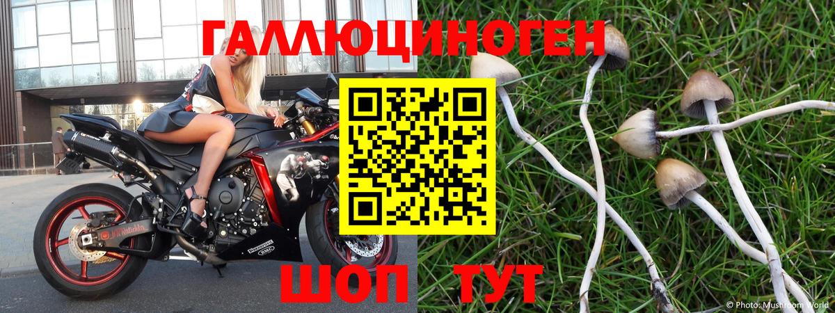 Псилоцибиновые грибы Psilocybe  Вход с VPN  Мурманск 